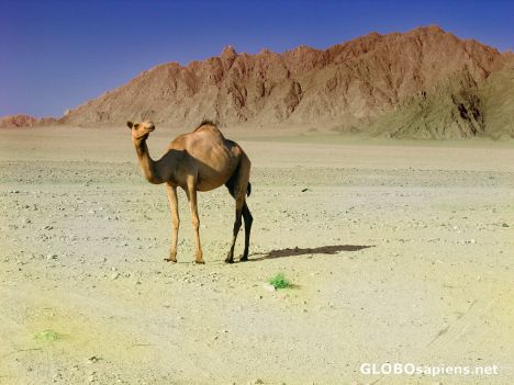 Postcard posing camel