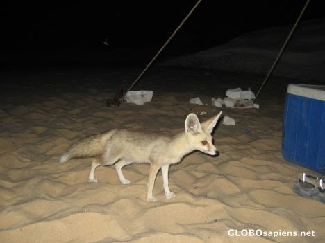 Postcard Small Desert Fox Approaches