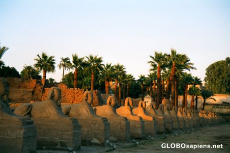 Postcard Luxor - sphinx avenue between Luxor & Karnak