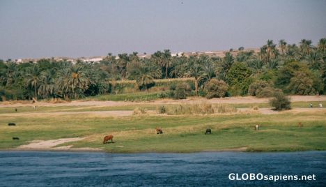 Postcard River Nile near Esna