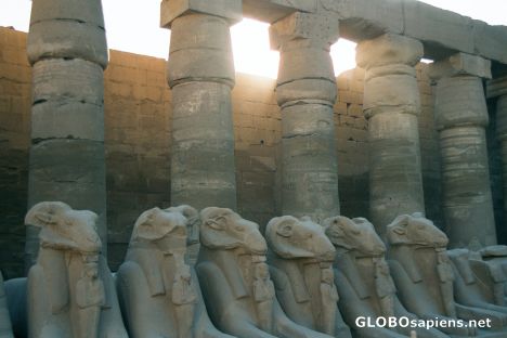 Postcard Rams at Karnak