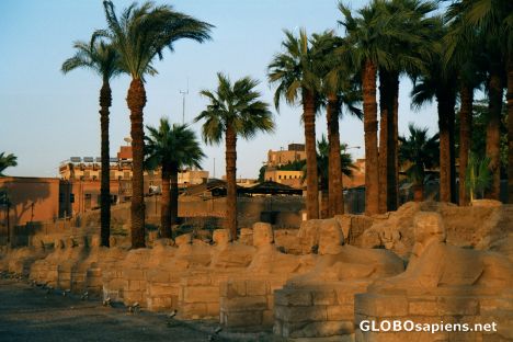 Postcard Luxor - Avenue of sphinxes