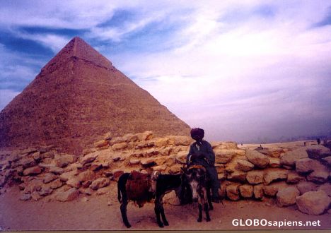 Postcard Donkies at Giza