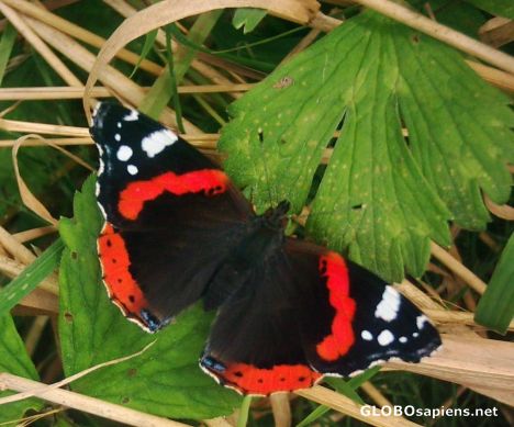 Postcard Red admiral