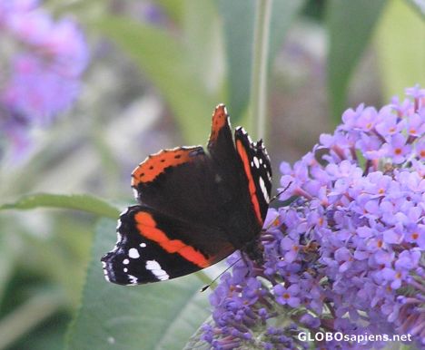 Postcard Red Admiral