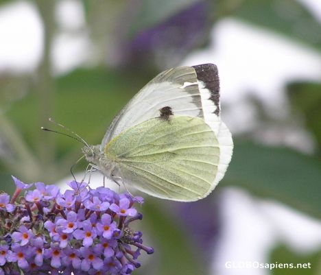 Postcard Humble Cabbage White butterfly