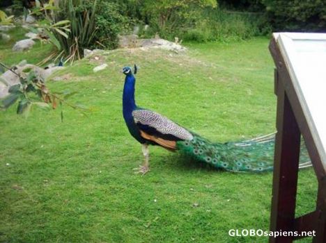 Postcard peacock at fota wildlife park cobh