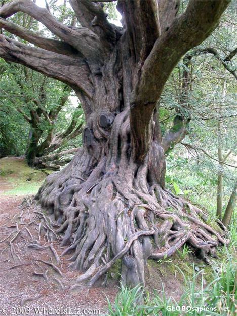 Postcard Amazing Tree, Blarney
