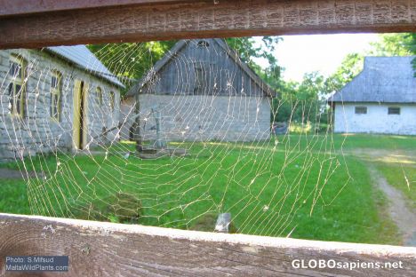 Postcard Spiderweb in Kagova village