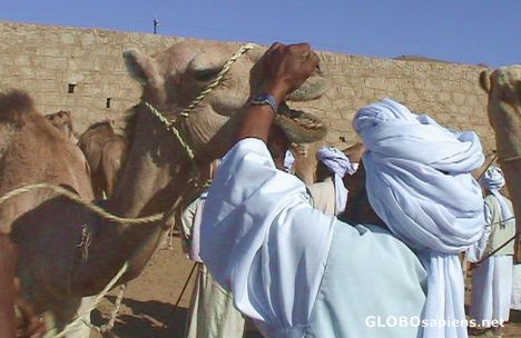 Postcard Checking the camel...
