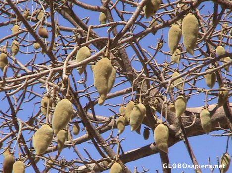 Postcard Fruits of the baobab