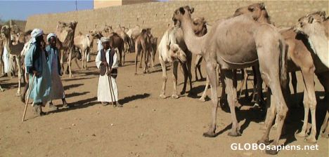 Postcard Keren camel market