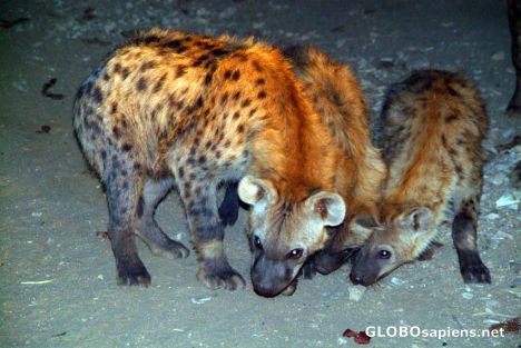 Harar's Hyenas