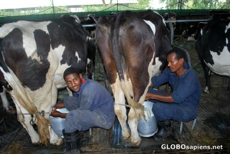 Postcard Milking cows