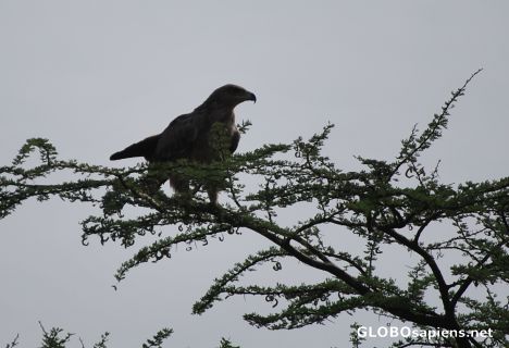 Postcard Eagle on the tree