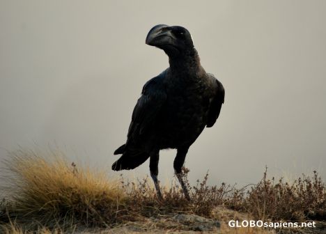 Postcard White Necked Raven Corvus Albicollis
