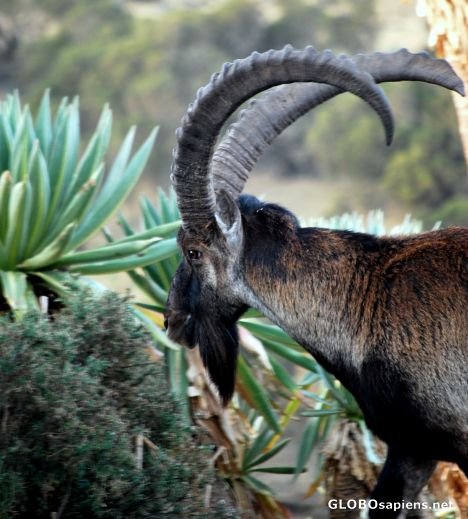 Postcard An Ibex buck