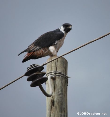 Postcard Falcon on a wire