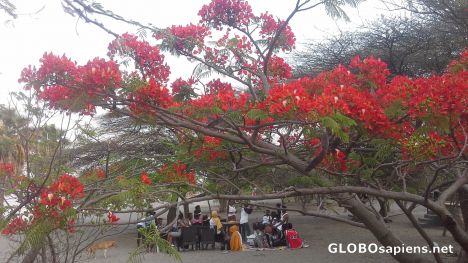 Postcard Flame trees on Lake Langano
