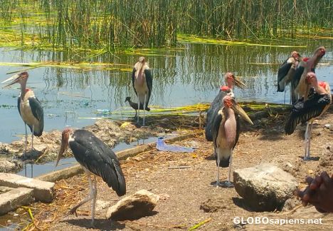 Marabout birds on Lake Awassa