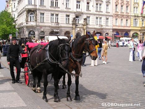 Postcard Horse drawn carriage