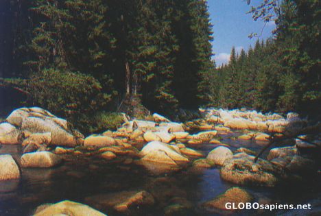 Postcard Czech Rep : Sumava National Park