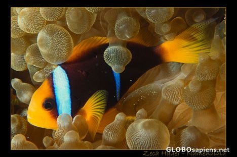 Postcard Clownfish in a golden bed