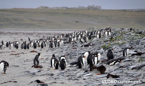 Postcard Gentoo Penguins at Bluff Cove, Falkland Islands