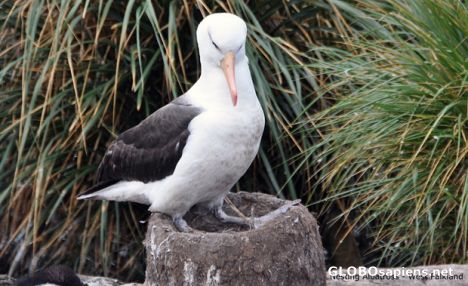 Postcard Nesting Albatross on West Falkland