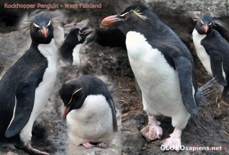 Postcard Rockhopper Penguins - photomerge