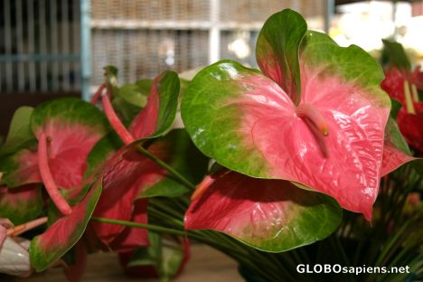 Postcard Tropical Flowers - Pink and Green Anthuriums