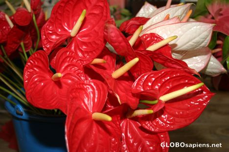 Postcard Tropical flowers - Red Anthuriums - Papeete