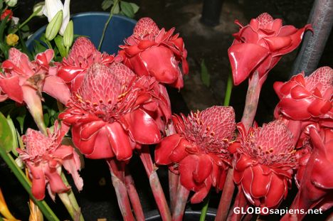 Postcard Tropical Flowers - Torch Ginger flowers - Papeete