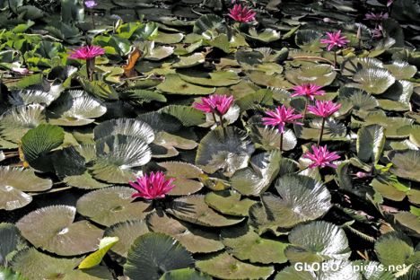 Postcard Faa'a - Water lilies in the Mayor's pond
