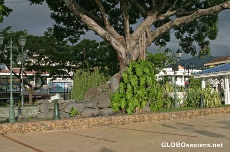 Postcard Papeete: Vaiete square old tree
