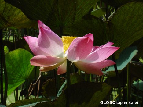Postcard Tahiti - Lotus Rose du Nil
