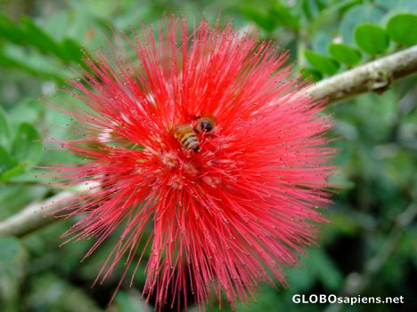 Postcard Tahiti - Bees on flower