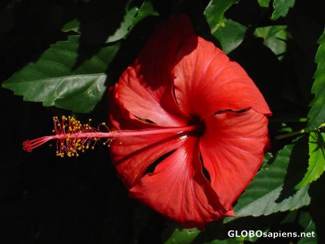 Postcard Tahiti - Hibiscus