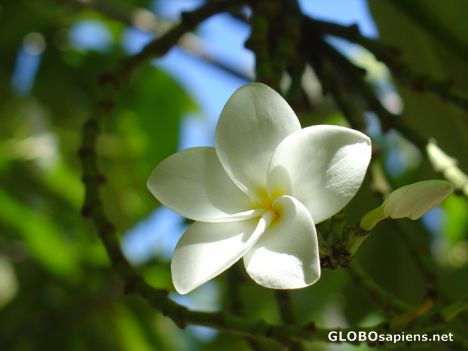 Postcard Tahiti - Tipanier flower