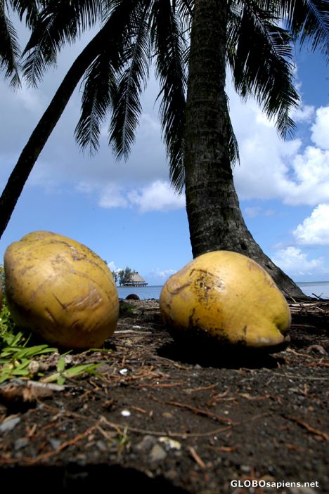 Postcard Coconut palm
