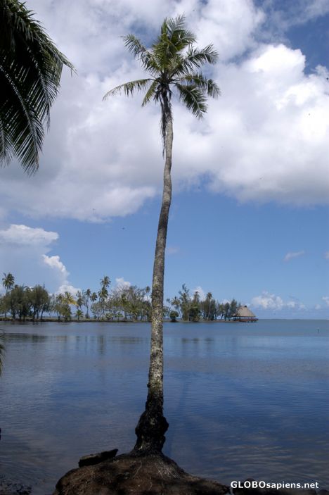Postcard Papeari - Botanic garden - Coconut palm