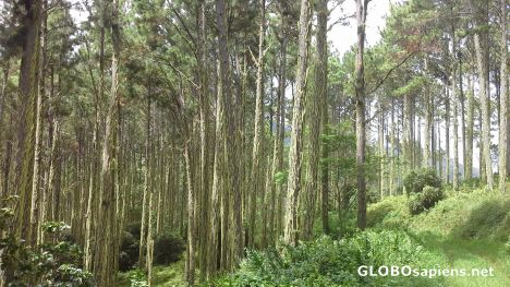Postcard Pine forest onTubuai