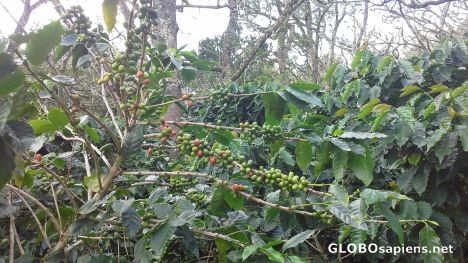 Postcard Coffee plantation