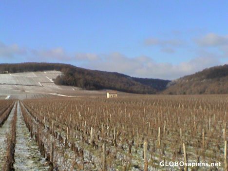 Postcard wineyards in the winter