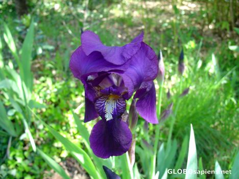 Postcard The spring in France - Iris