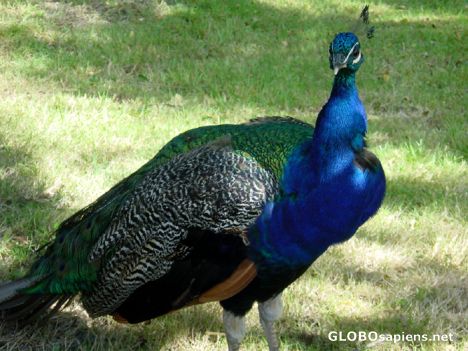 Postcard Peacock in the birds garden