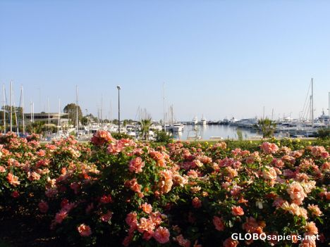 Postcard La Marina et les roses