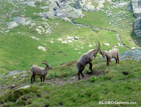 Postcard Vallée des Merveilles - Ibexs playing