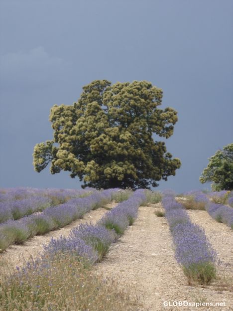 Postcard lavender tree storm