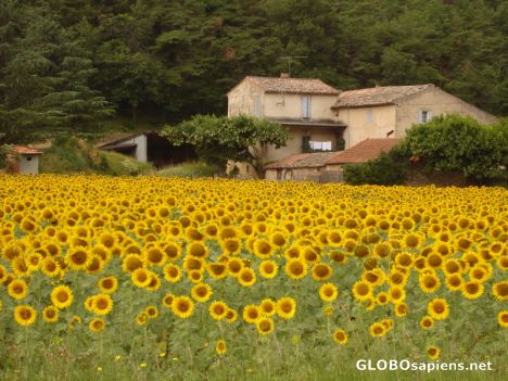 Postcard sunflowers